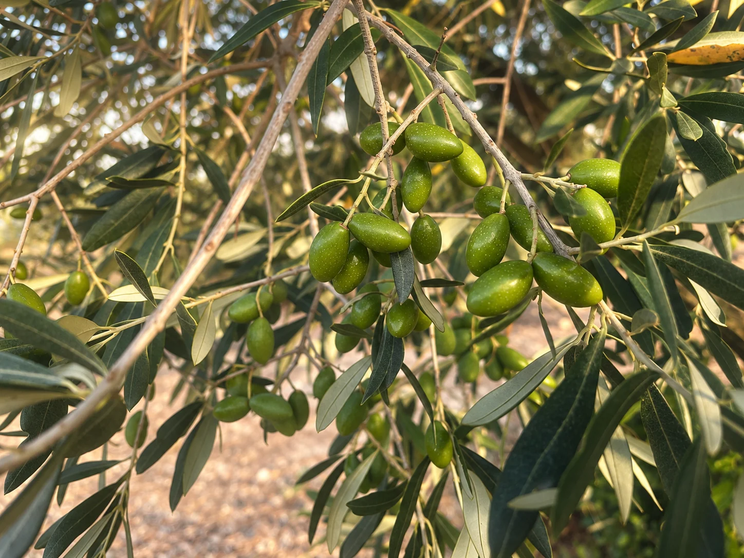 Olives vertes sur leur branche