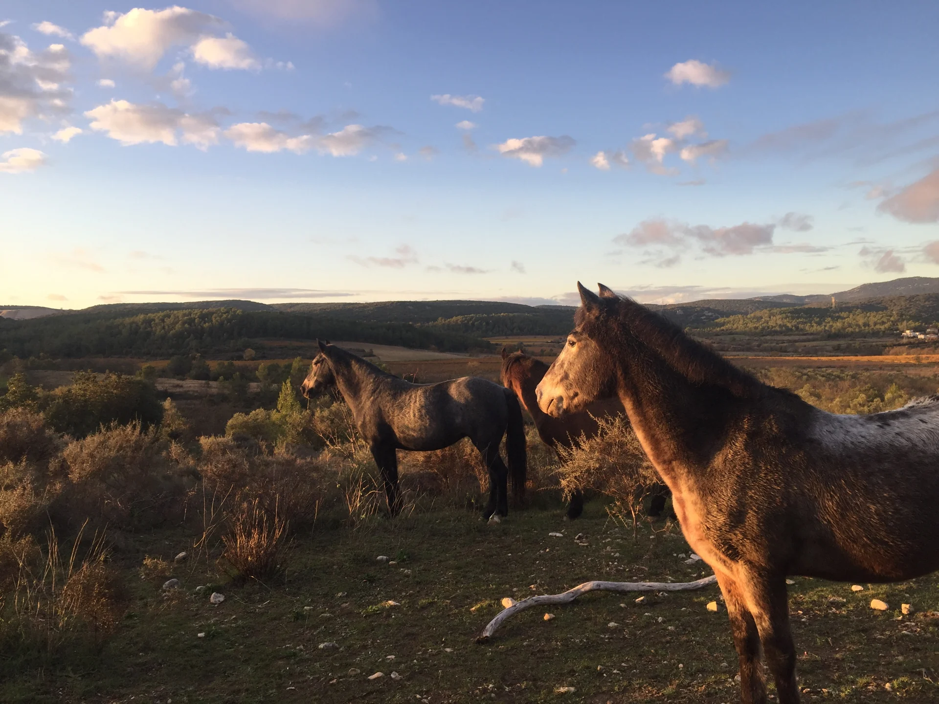 Les chevaux du Domaine dans la garrigue