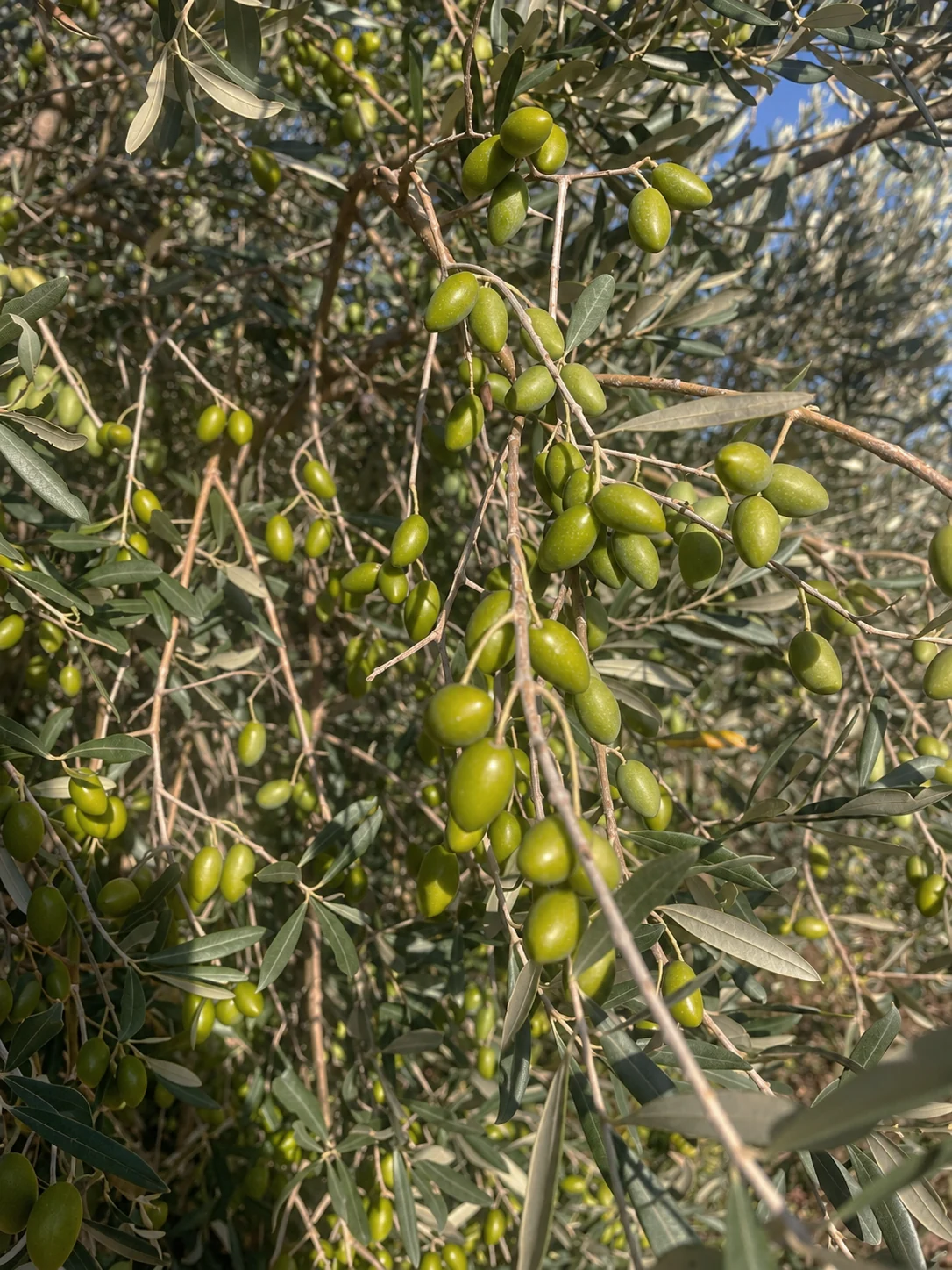 Olives picholines sur leur arbre